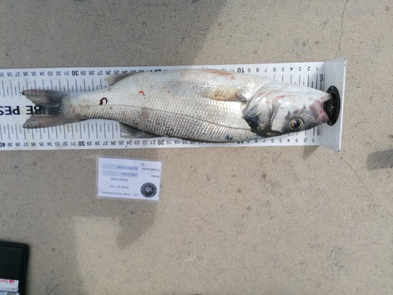 Fish Measure Picture